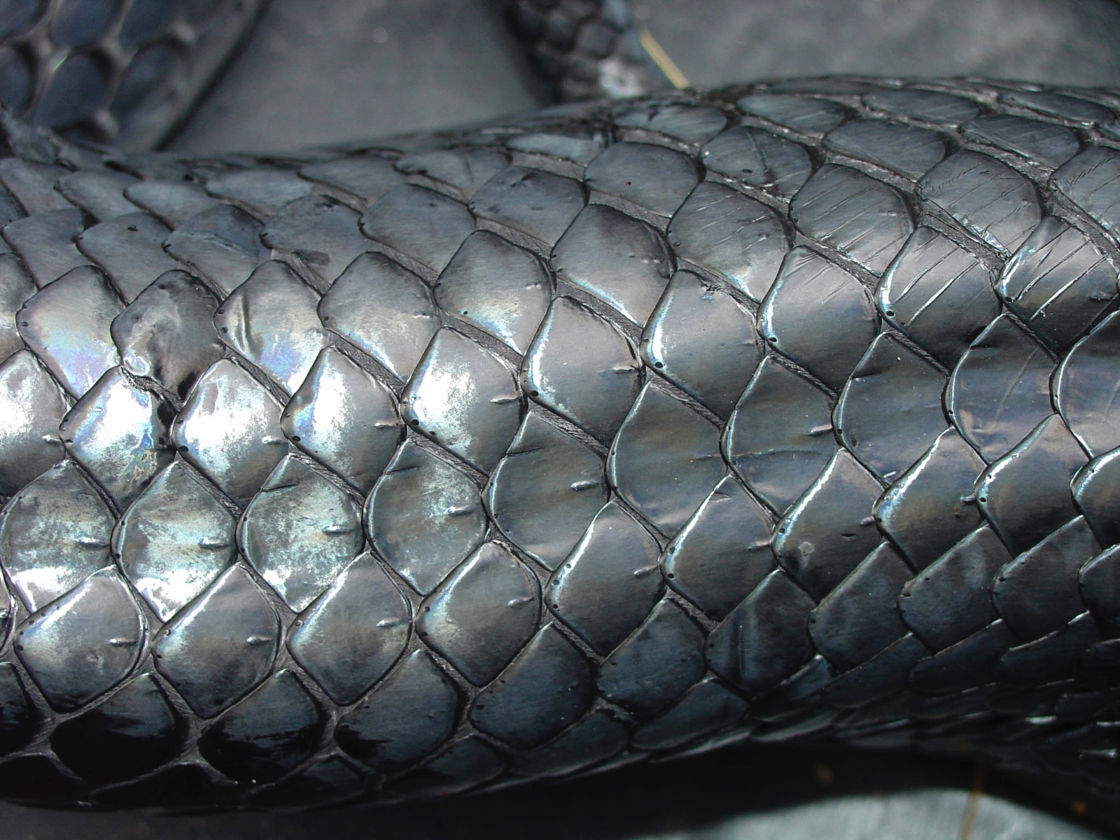 Partial Keels Adult Male Drymarchon couperi